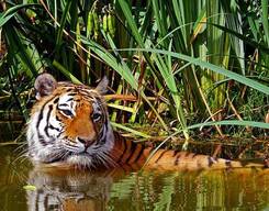 Wildlife Safari Tour to Pench National Park