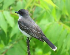 Bird Watching & Photography at Bhandup Pumping Station, Mumbai