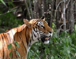 Bannerghatta National Park Private Day Tour from Bangalore City