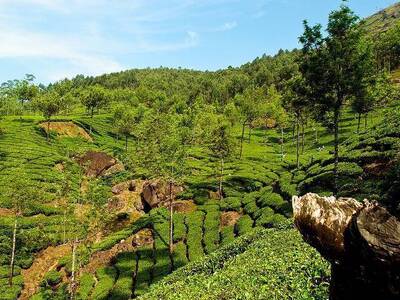 Activities in Munnar