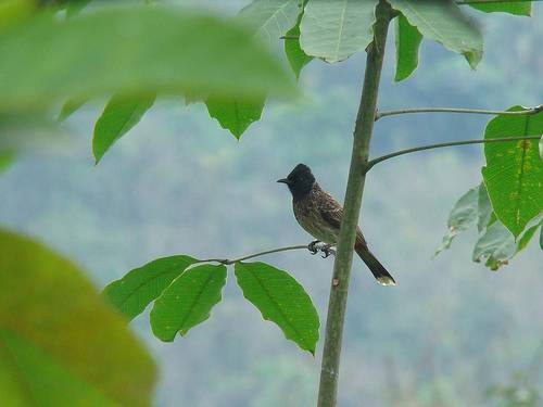 Nandini Wildlife Sanctuary