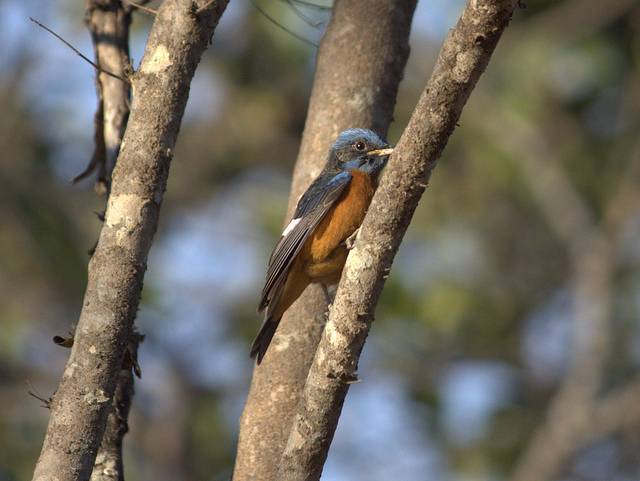 Rajiv Gandhi Wildlife Sanctuary
