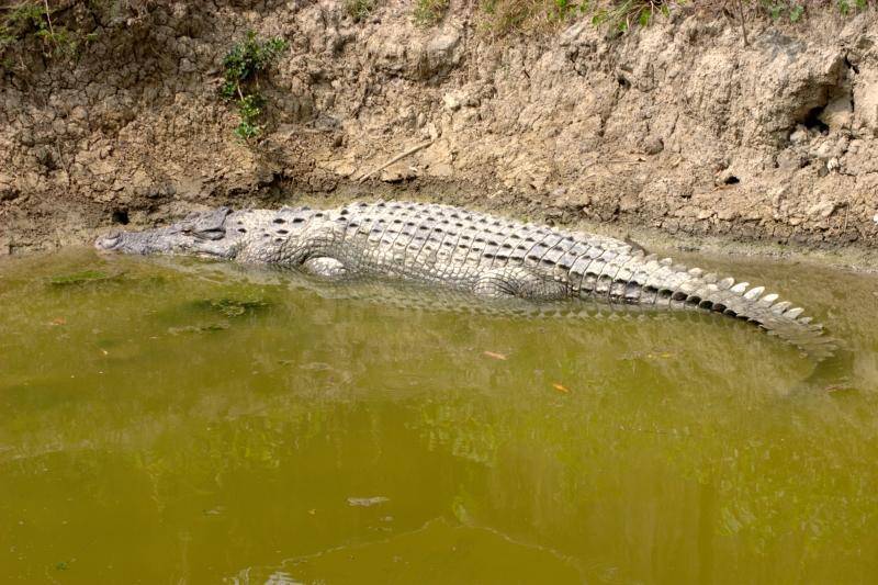 Bhagabatpur Crocodile Project