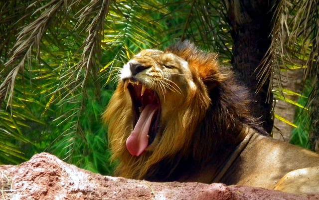 Nehru Zoological Park