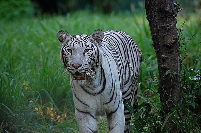 Mysore Zoo