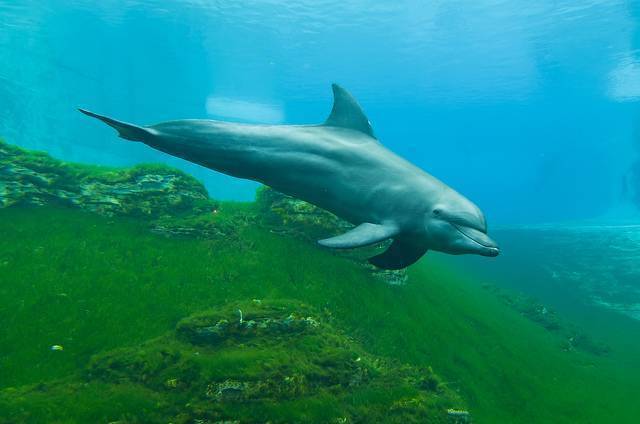 S.E.A Aquarium, Singapore