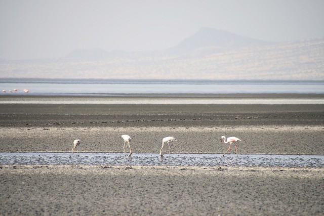 Lake Natron (Shompole, Kenya)