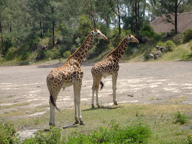 Haller Park, kenya