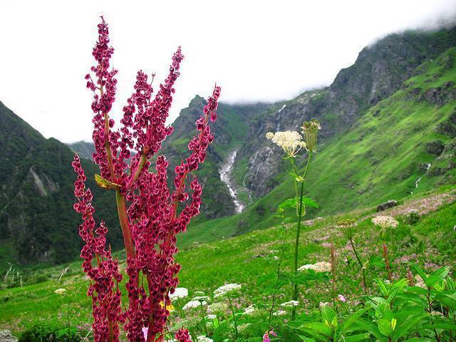 Valley of Flowers National Park