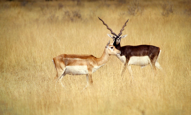 Tal Chappar Wildlife Sanctuary