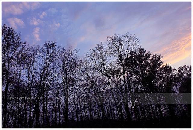 Japanese Rose Garden