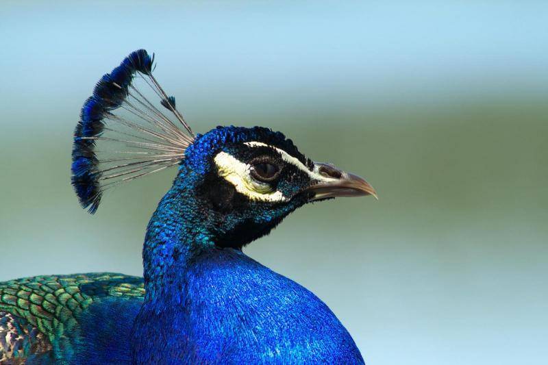 Adichunchanagiri Peacock Sanctuary