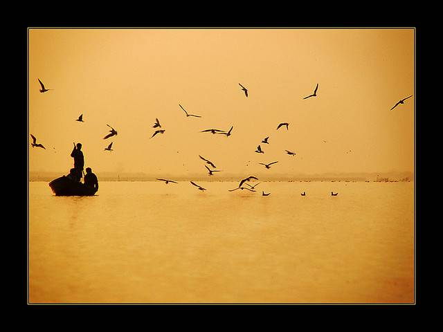 Nal Sarovar Bird Sanctuary