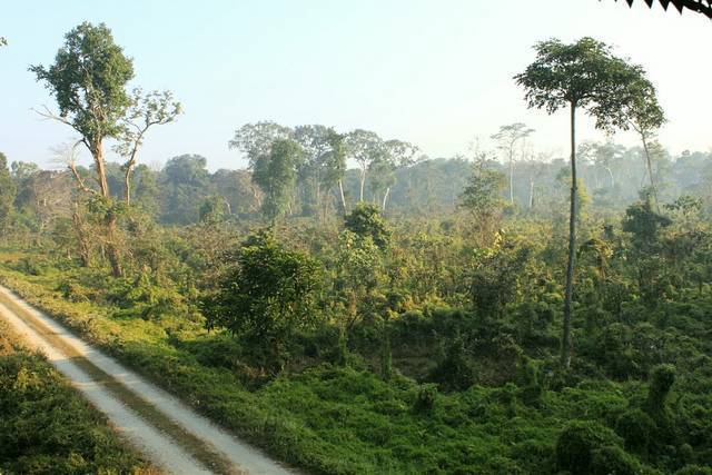 Chilapata Wildlife Sanctuary