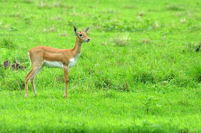 Satpura National Park