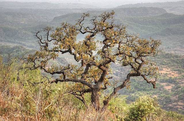 Rajendragiri Sunset Point