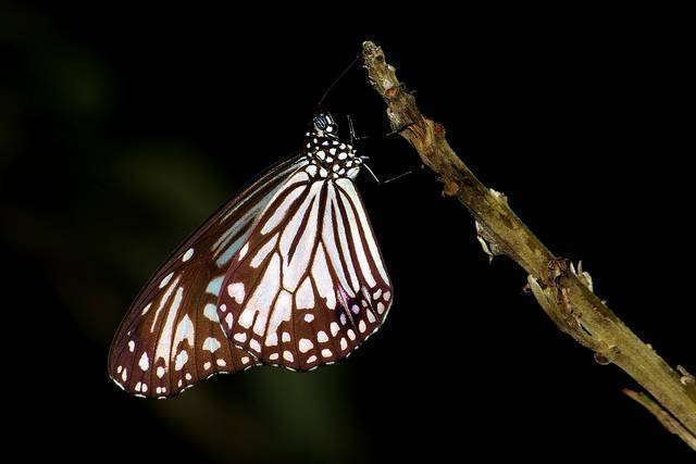 Butterfly Conservatory of Goa
