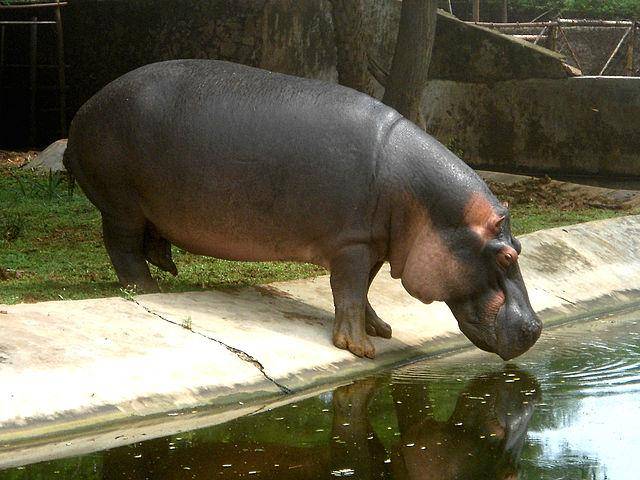 Indira Gandhi Zoological Park, Visakhapatnam
