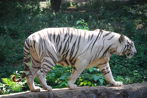 Arignar Anna Zoological Park