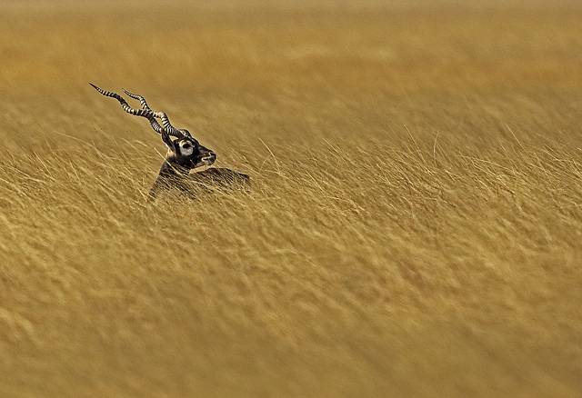 Blackbuck National Park, Velavadar