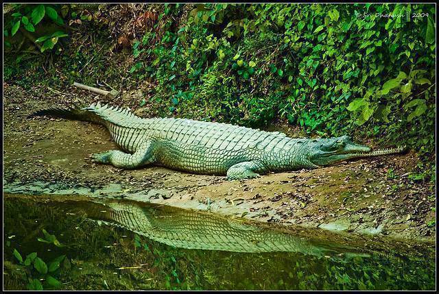 Assam State Zoo and Botanical Garden