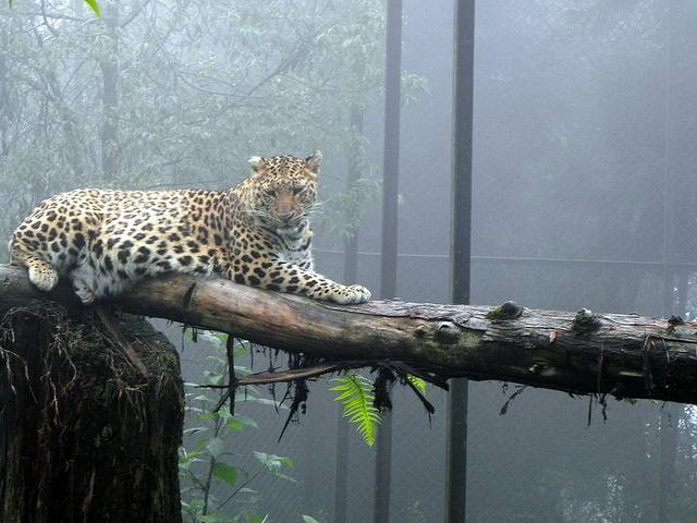 Himalayan Zoological Park, Gangtok