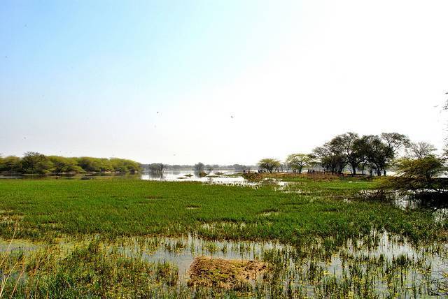 Sultanpur Bird Sanctuary