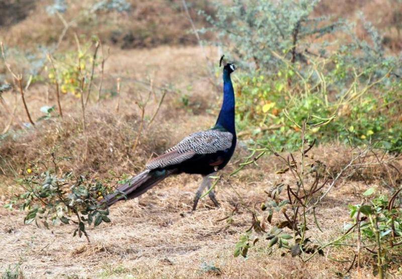 Bhimbandh Wildlife Sanctuary