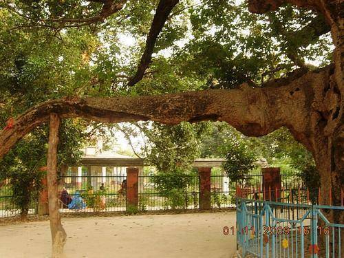 Parijaat Tree, Kintoor