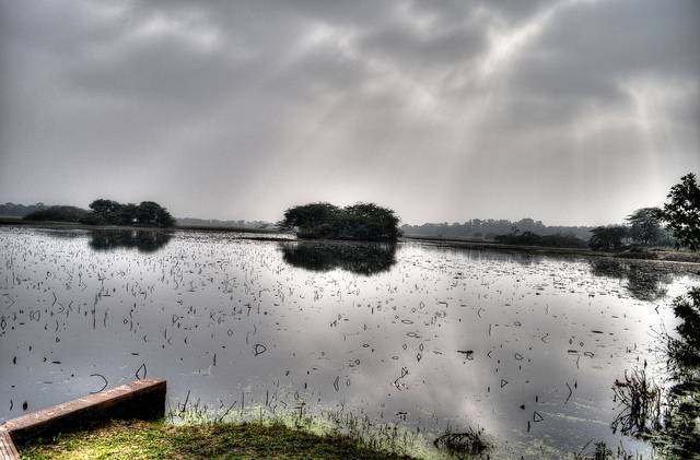 Nawabganj Bird Sanctuary