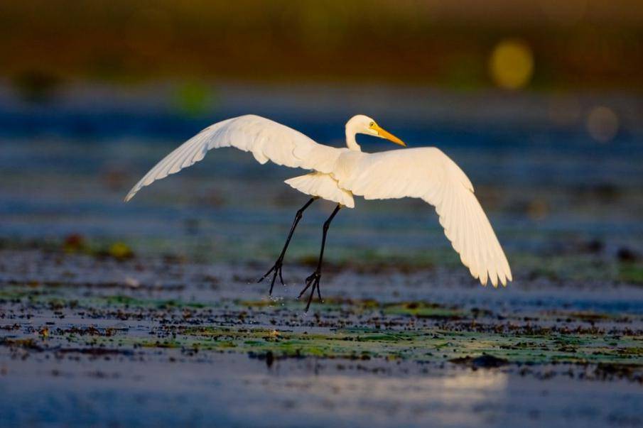 Kondakarla Bird Sanctuary
