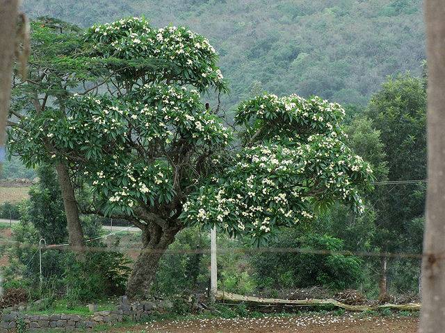 Sathyamangalam Wildlife Sanctuary
