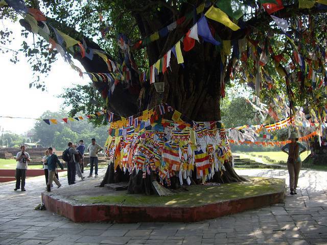 The Bodhi Tree, Lumbini