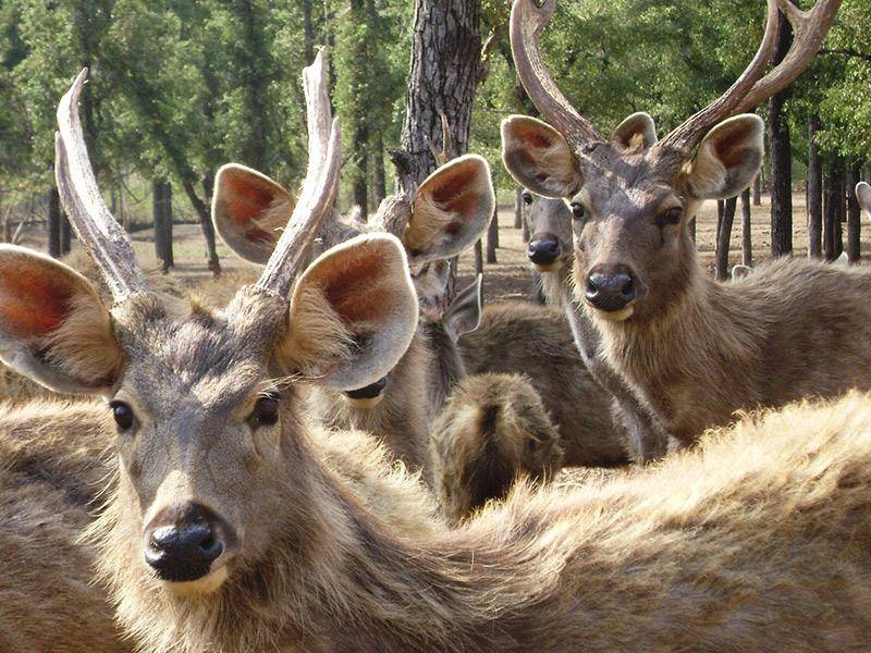 Yawal Wild Life Sanctuary