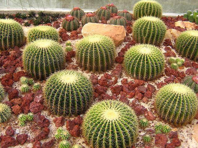 Cactus Garden of Sailana