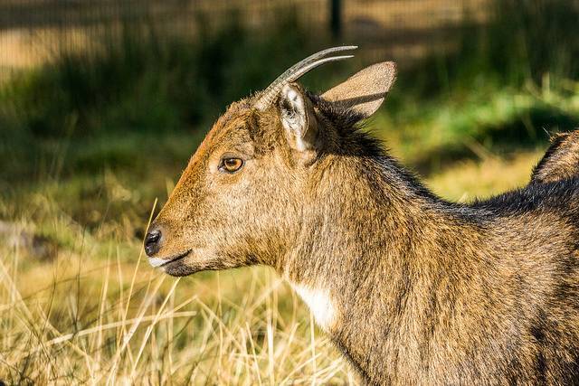 Motithang Takin Preserve