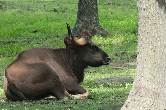 Khaling Wildlife Sanctuary