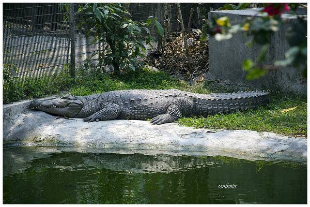 Crocodile Farm, Phuentsholing