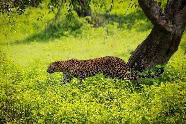 Yala National Park