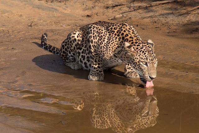 Wilpattu National Park