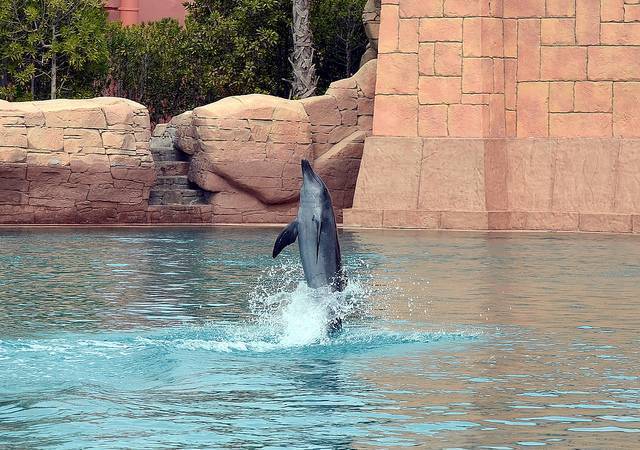 Dolphin Bay - Atlantis the Palm