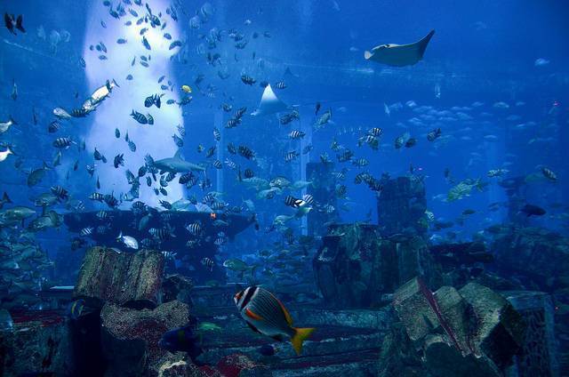 The Lost Chambers Aquarium - Atlantis The Palm