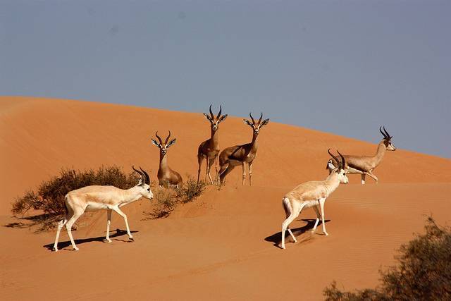 Dubai Desert Conservation Reserve