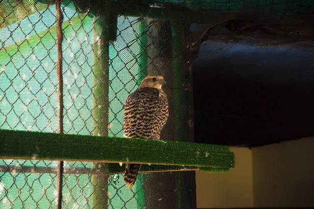 Abu Dhabi Falcon Hospital