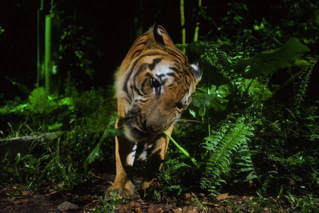 Night Safari, Singapore
