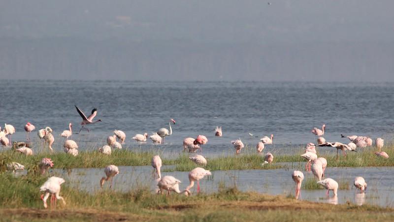 Lake Nakuru National Park