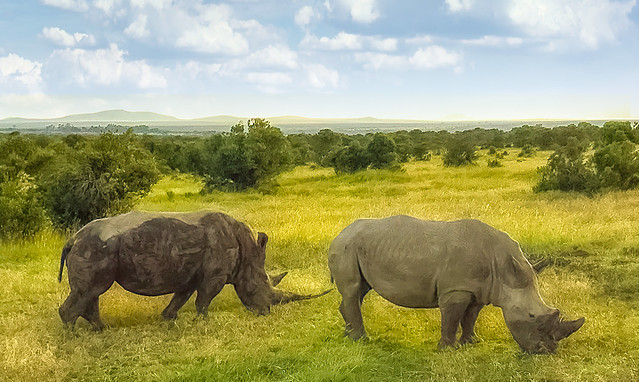 Ol Pejeta Conservancy