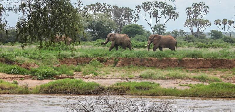 Buffalo Springs National Reserve
