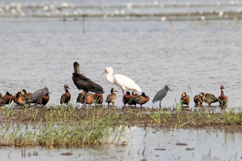Arabuko Sokoke Forest Reserve