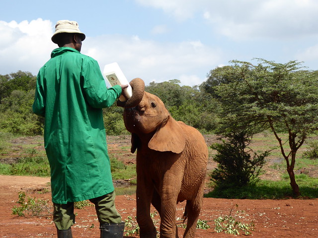 Sheldrick Wildlife Trust (Elephant Nursery)